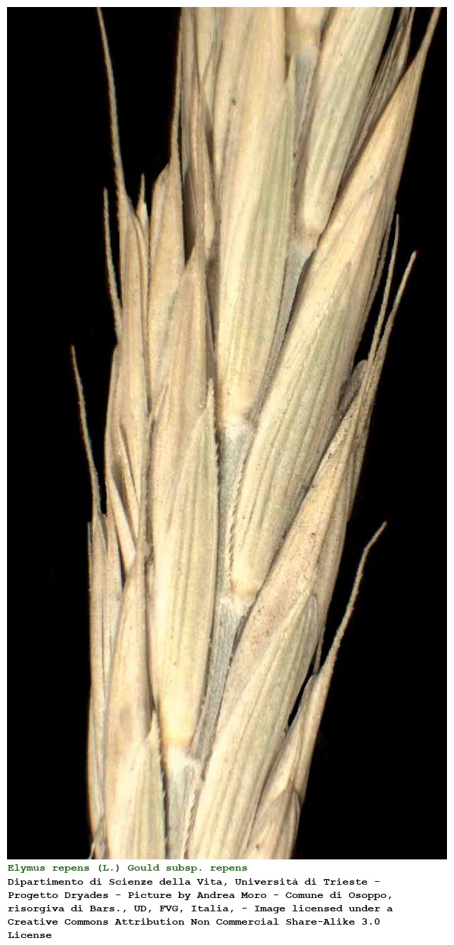 Elymus repens (L.) Gould subsp. repens